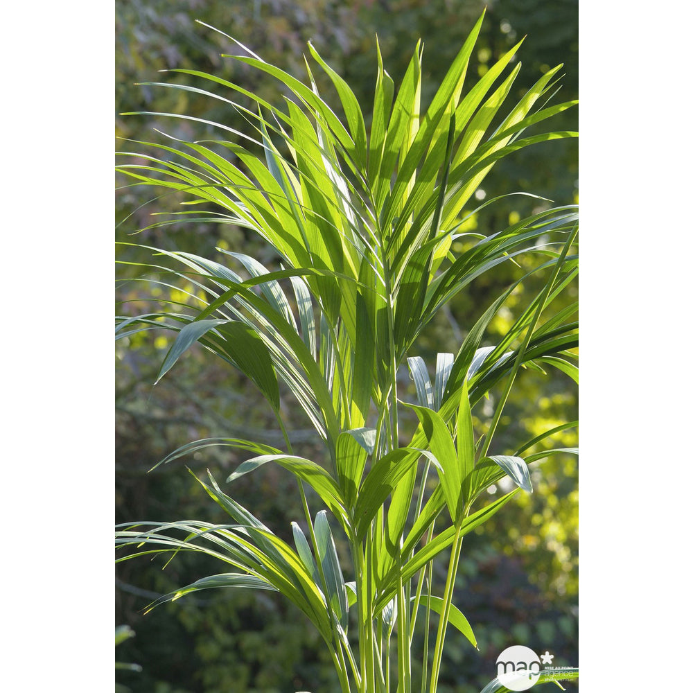  Kentia : H.160cm Petit Modèle Pot