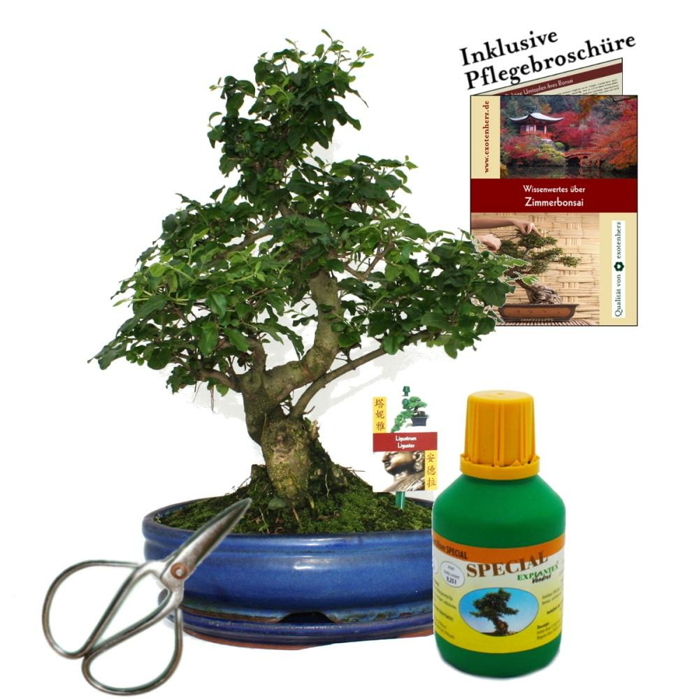  Bonsaï - Chin. Troène - Ligustrum - Env.10 Ans - Bol 25cm - Coffret Cadeau Avec Ciseaux Et Engrais