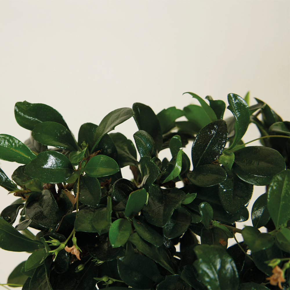  Bonsai Carmona - Forme Sphère - Bonsaï - Plantes D'intérieur - Hauteur 20-30 Cm - 15 Cm De Large