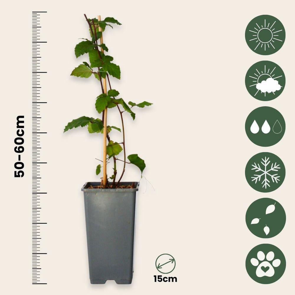  Mûrier - Set De 4 - Rubus Fruticosus 'thornfree' - Hauteur 50-60cm - ⌀15cm