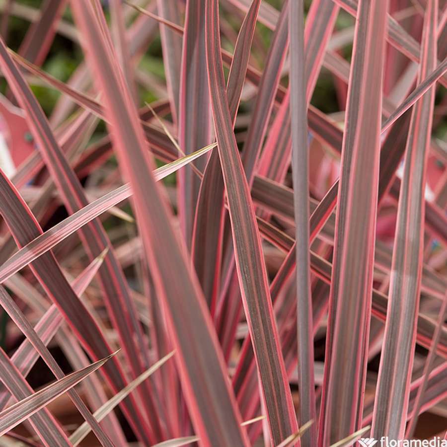  Cordyline Australis 'Charlie Boy' : Pot 8L