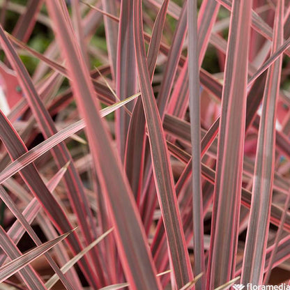  Cordyline Australis 'Charlie Boy' : Pot 8L