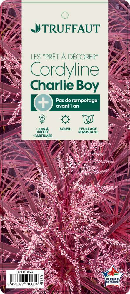  Cordyline Australis 'Charlie Boy' : Pot 8L