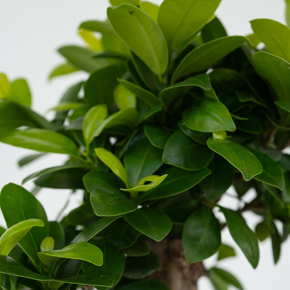  Bonsaï - Set De 4 - Ficus Microcarpa - Hauteur 30-40cm - ⌀12cm