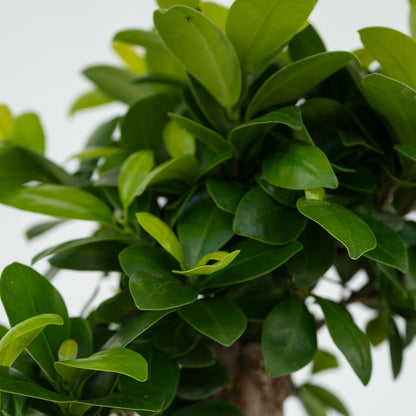  Bonsaï - Set De 4 - Ficus Microcarpa - Hauteur 30-40cm - ⌀12cm