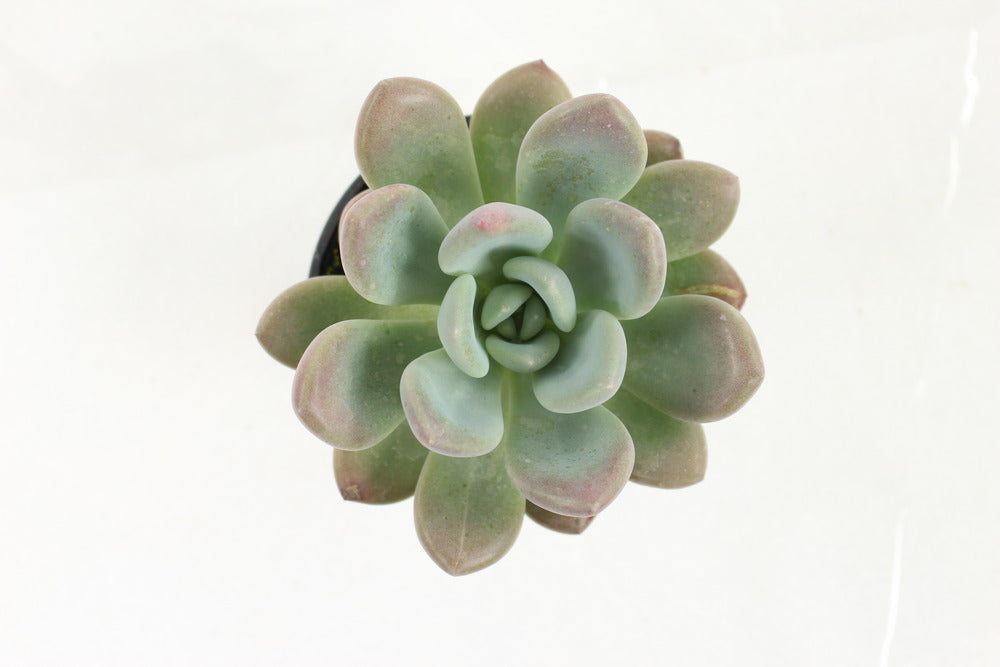  Succulentes Variees Pot 10,5 Cm