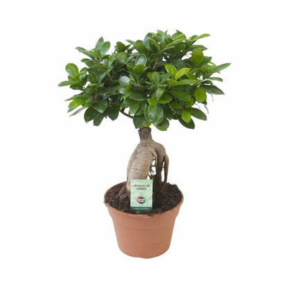  Ficus Microcarpa Ginseng 40cm - Plante D'intérieur