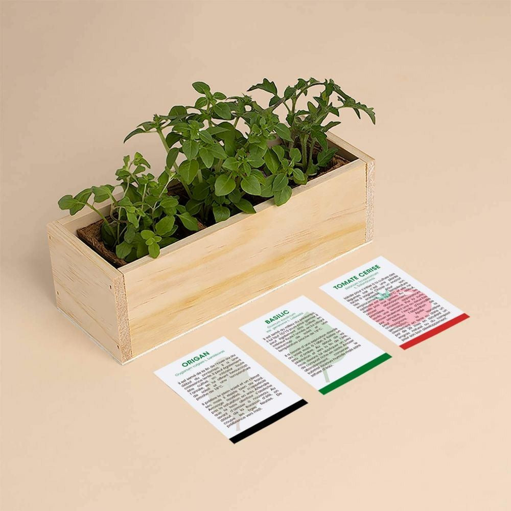  Kit D'auto-culture Complet Culinaire Pizza