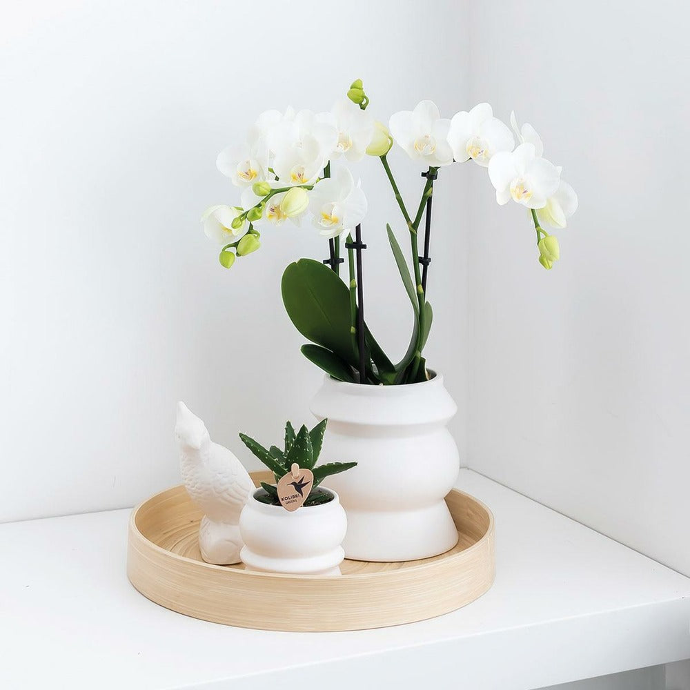  Kolibri Orchids - Boîte Surprise Monochrome - Boîte Avantageuse Pour Les Plantes - Avec 4 Orchidées
