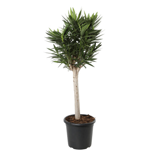  Nerium Oleander Sur Tige H90/100cm - Coloris Variables