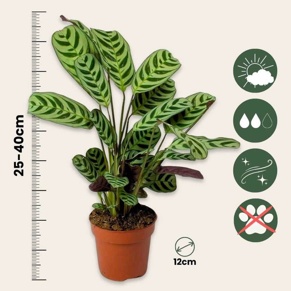  Plante Dormeuse - Set De 2 - Ctenanthe 'burle-marxii' - Hauteur 25-40cm - ⌀12cm