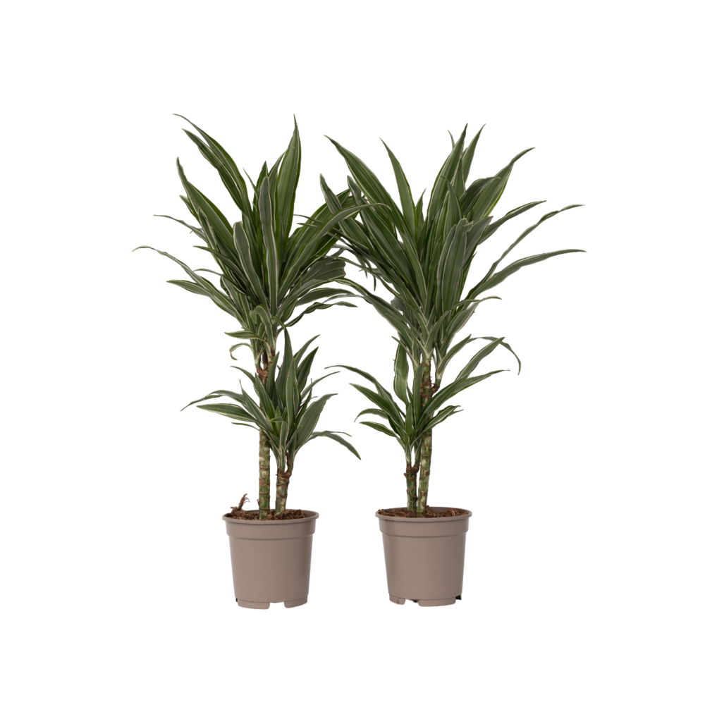  Dragonnier - Set De 2 - Dracaena Deremensis 'warneckei' - H60-70cm - ⌀17cm