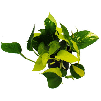  Trio De Lépiotes - 3 Variétés Différentes D'epipremnum Grimpant Dans Un Pot - Scindapsus - Pot De 12cm