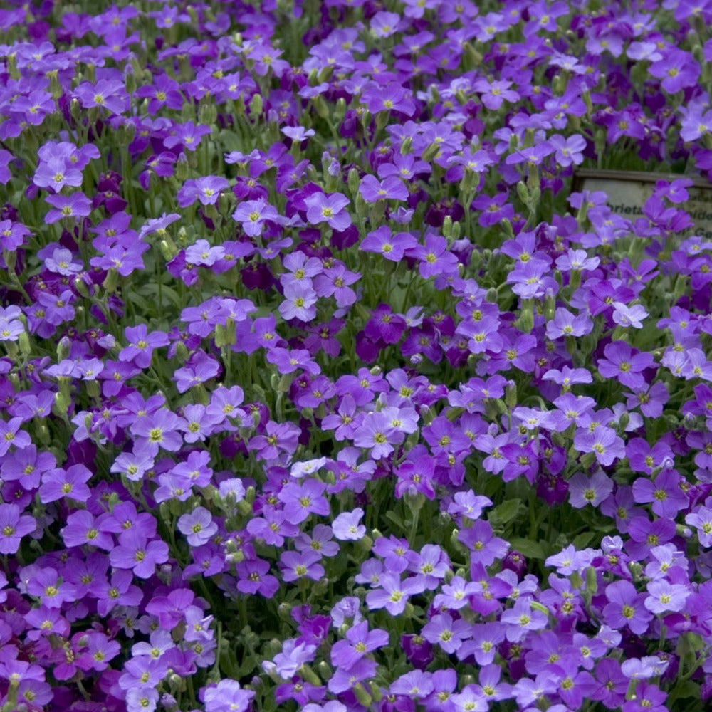  Graines D'aubriete Roi Des Bleus - Vilmorin/[-]sachet