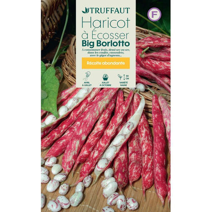  Graines De Haricot Borlotto En Boite