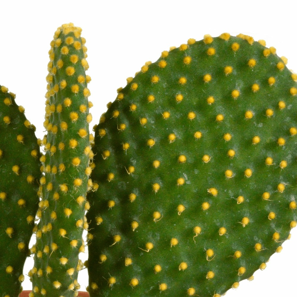  Cactus, Box De 3 Plantes H27cm