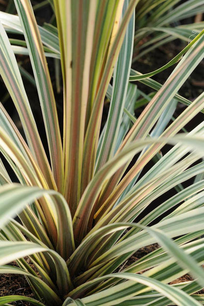  Cordyline 'torbay Dazzler' - En Pot De 3 Litres