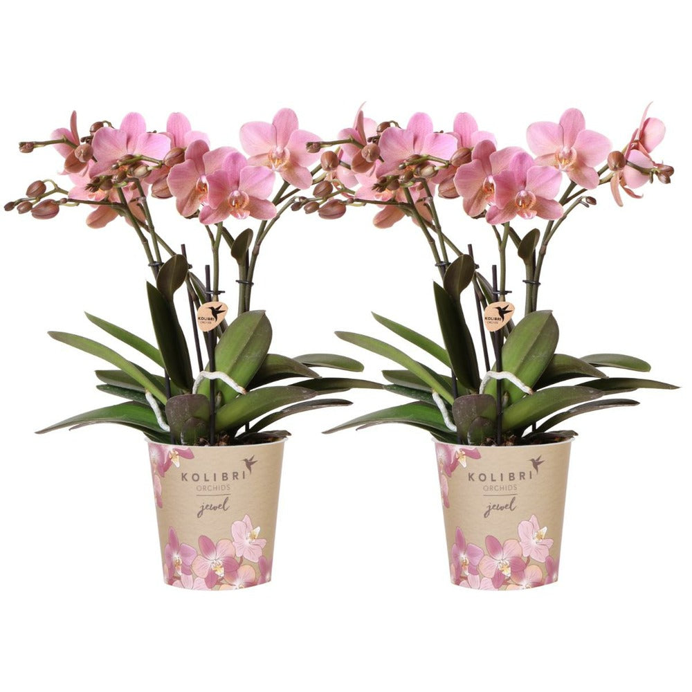  Offre Combi: 2 Orchidées Treviso Vieux Rose Ave Pot Cm - Plante D'intérieur