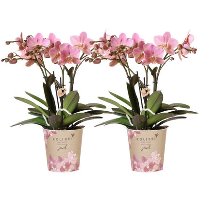  Offre Combi: 2 Orchidées Treviso Vieux Rose Ave Pot Cm - Plante D'intérieur