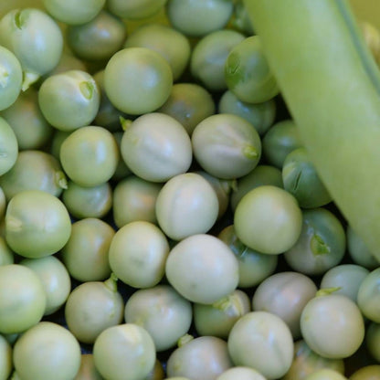  Graines De Pois Nain Grain Rond Petit Provençal - Vilmorin/[-]boite - 20 Mètres