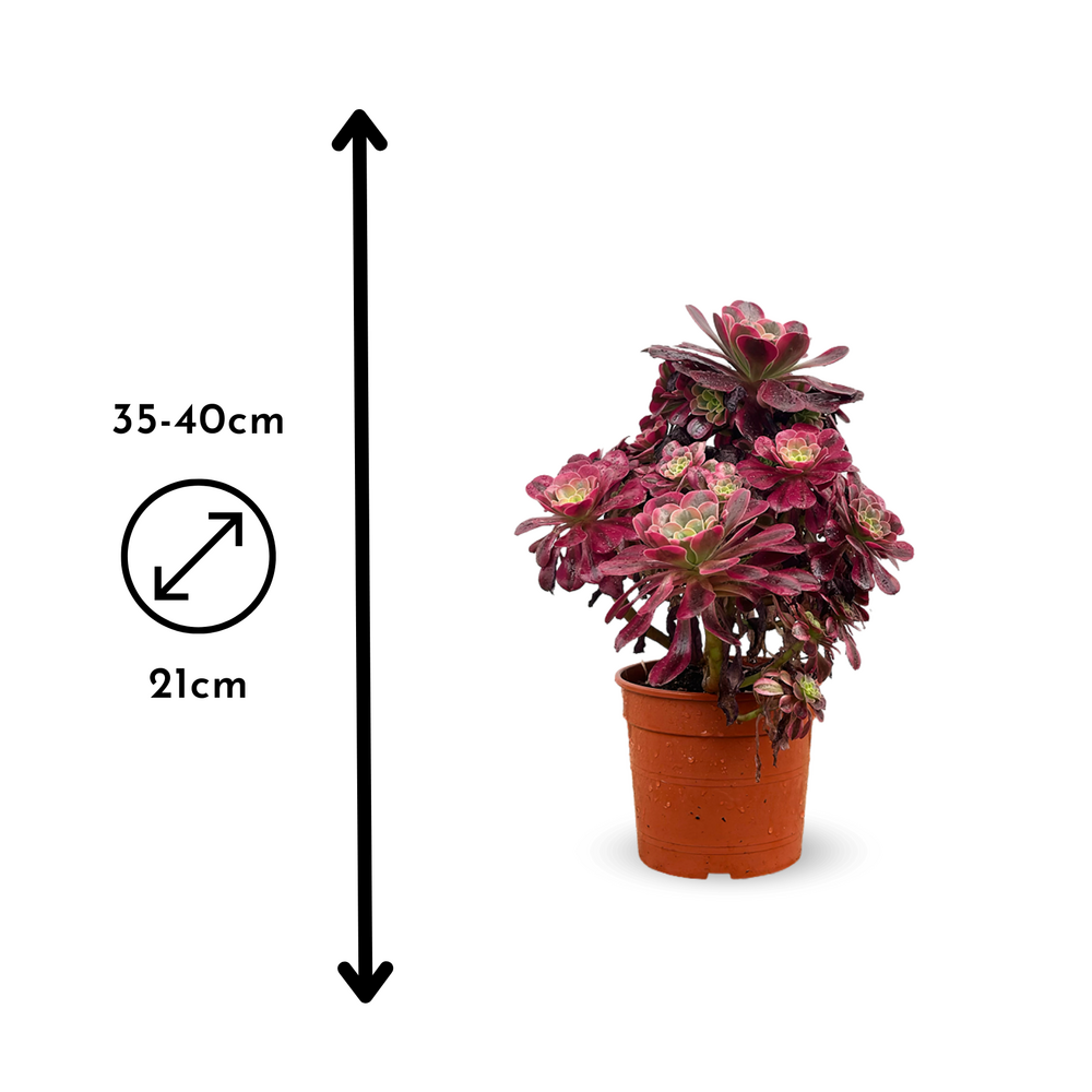  Aeonium Medusa - ↕ 35-40 Cm - ⌀ 21 Cm - Cactus Et Plantes Grasses