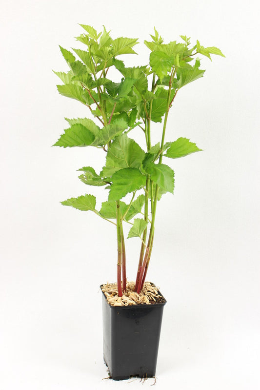  Plant De Murier Non Remontant Black Satin Pot 1,3 L