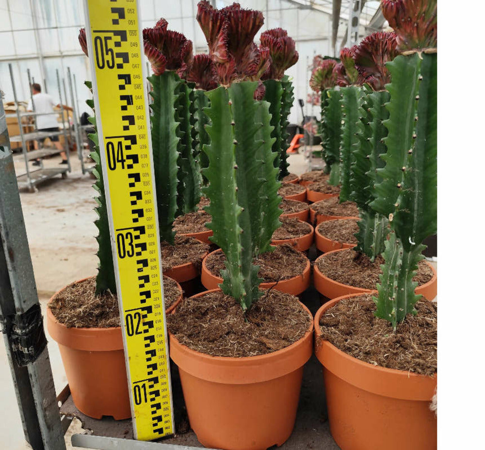  Euphorbia Lactea 'cristata' Pot De 8 Litres ? 60/80 Cm