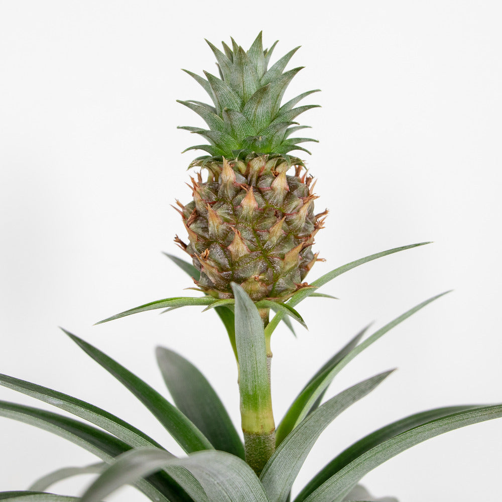  Lot De 2 - Ananas Mi Amigo - Plante Ananas - Plante Anti-ronflement - 30-40 Cm De Haut - Pot 12 Cm