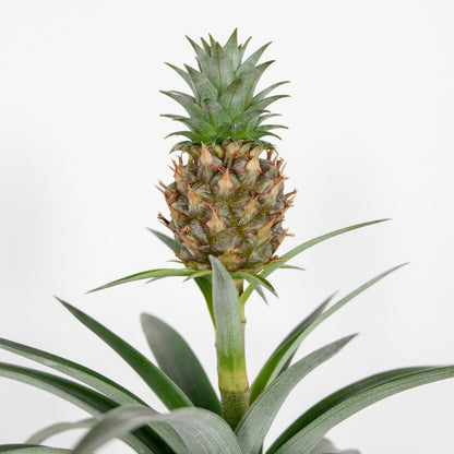  Lot De 2 - Ananas Mi Amigo - Plante Ananas - Plante Anti-ronflement - 30-40 Cm De Haut - Pot 12 Cm