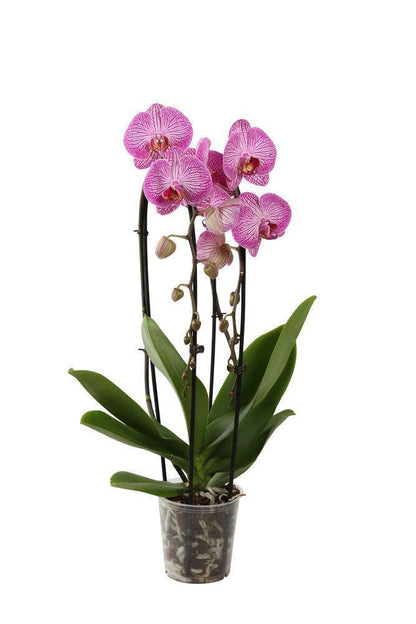  Orchidée Phalaenopsis En Cascade 2 Tiges - Pot D.12 Cm