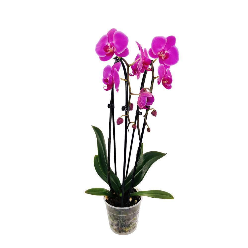  Orchidée Phalaenopsis En Cascade 2 Tiges - Pot D.12 Cm