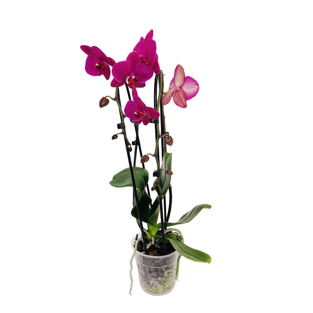  Orchidée Phalaenopsis En Cascade 2 Tiges - Pot D.12 Cm
