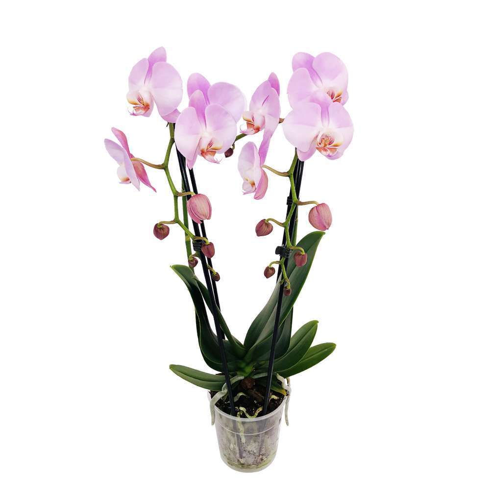  Orchidée Phalaenopsis En Cascade 2 Tiges - Pot D.12 Cm