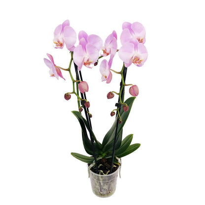  Orchidée Phalaenopsis En Cascade 2 Tiges - Pot D.12 Cm