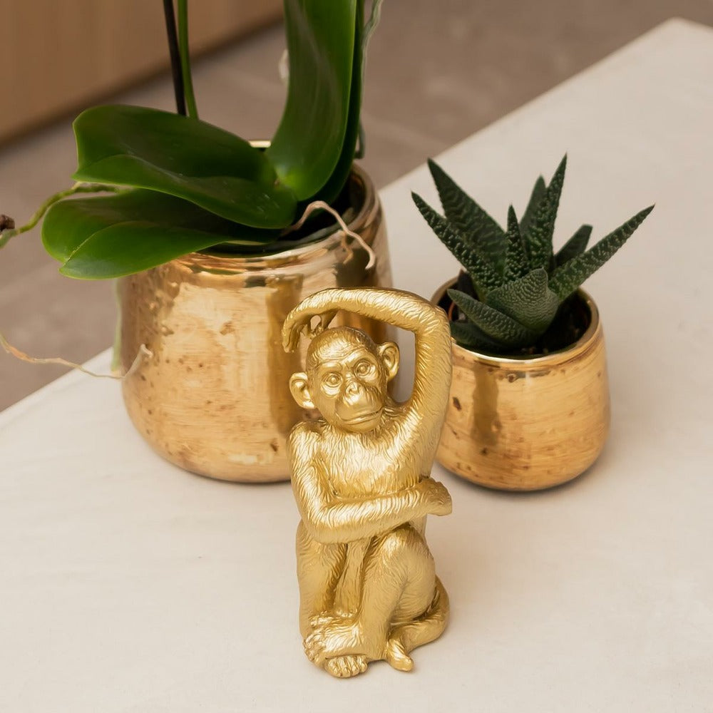  Phalaenopsis Amabilis En Pot Luxueux Doré 35cm - Plante D'intérieur