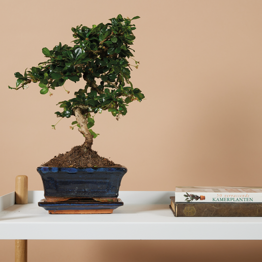 Bonsai Carmona - Forme S - Bonsaï - Plantes D'intérieur - Hauteur 20-30 Cm - 15 Cm De Large