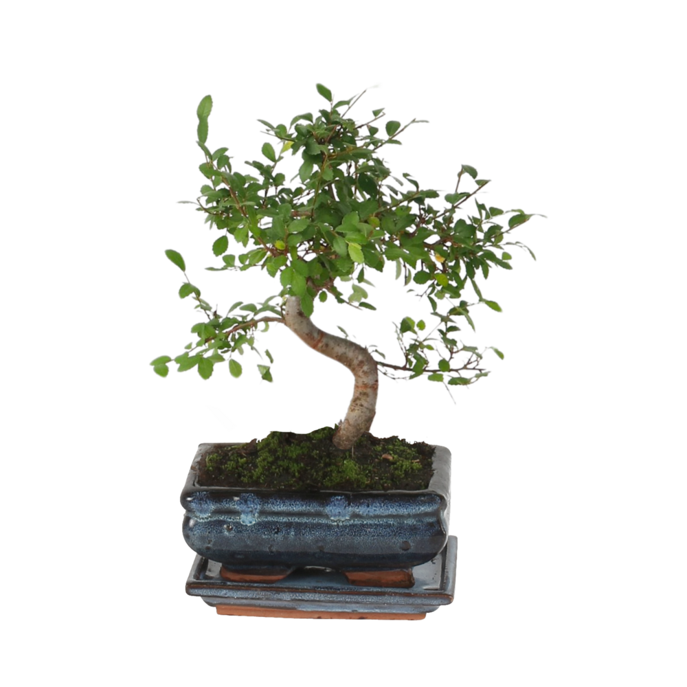  Bonsaï - Zelkova Serrata - Hauteur 20-30cm - ⌀20cm
