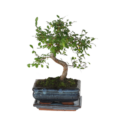  Bonsaï - Zelkova Serrata - Hauteur 20-30cm - ⌀20cm