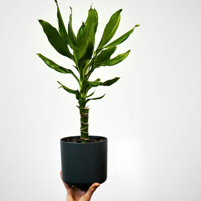  Dragonnier - Set De 2 - Dracaena Deremensis 'warneckei' - H60-70cm - ⌀17cm