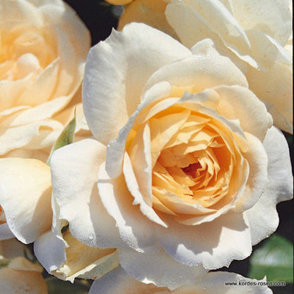  Kordes Rose Des Fées - Rosa 'lions - Rose'®