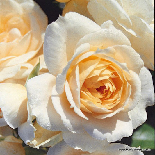  Kordes Rose Des Fées - Rosa 'lions - Rose'®