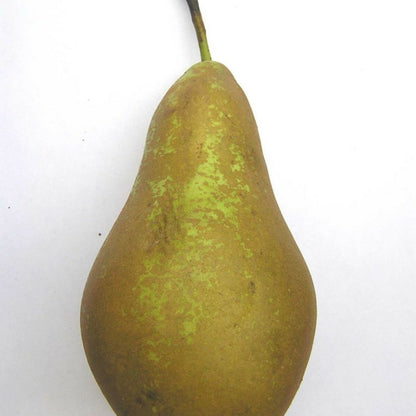  Poirier Conférence/[-]pot De 10l - Gobelet 2 Ans - 120/150 Cm