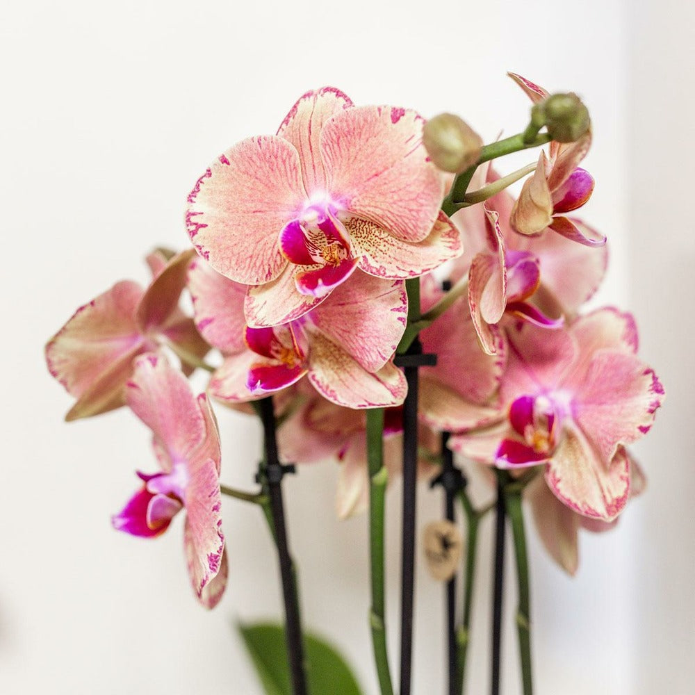  Orchidée Phalaenopsis Orange-rose Jewel Pirate Picotee 45cm - Plante D'intérieur