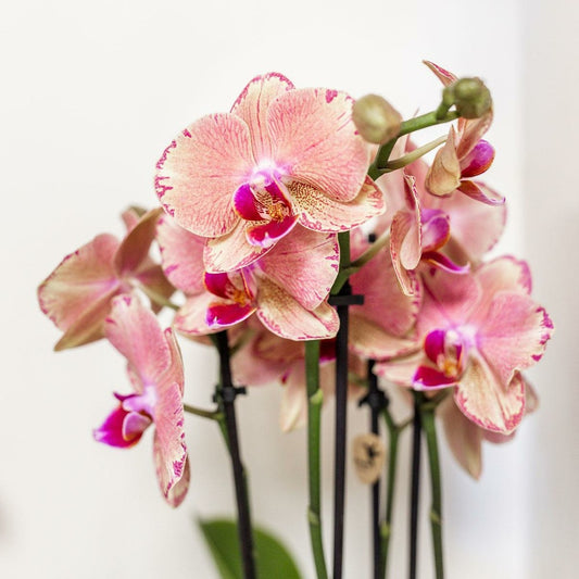  Orchidée Phalaenopsis Orange-rose Jewel Pirate Picotee 45cm - Plante D'intérieur