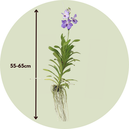  Orchidée - Vanda 'new Blue' - Hauteur 55-65cm
