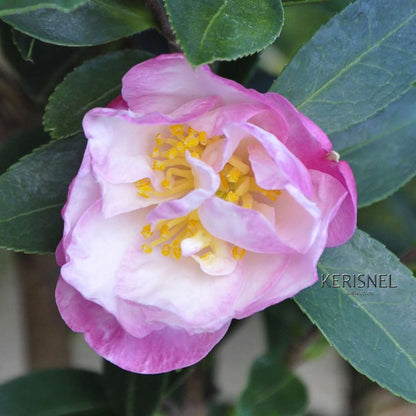  Camellia Sasanqua 'Paradise'® 9 Variétés:H 50/60 Cm, Ctr 7 Litres