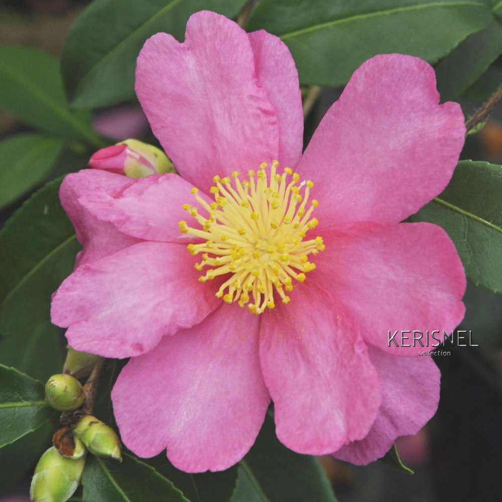  Camellia Sasanqua 'Paradise'® 9 Variétés:H 50/60 Cm, Ctr 7 Litres