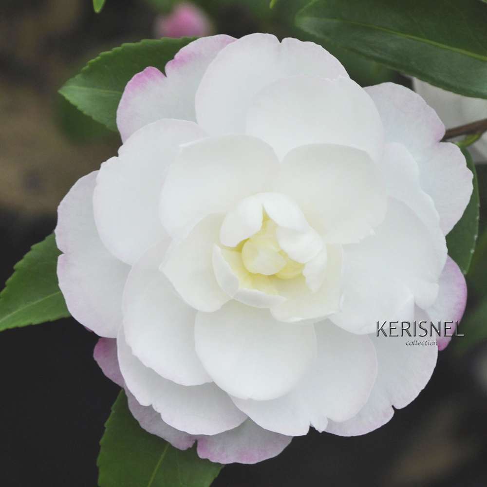  Camellia Sasanqua 'Paradise'® 9 Variétés:H 50/60 Cm, Ctr 7 Litres