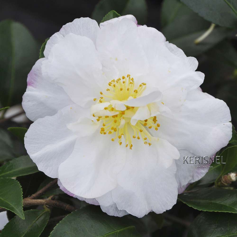  Camellia Sasanqua 'Paradise'® 9 Variétés:H 50/60 Cm, Ctr 7 Litres