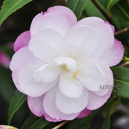  Camellia Sasanqua 'Paradise'® 9 Variétés:H 50/60 Cm, Ctr 7 Litres